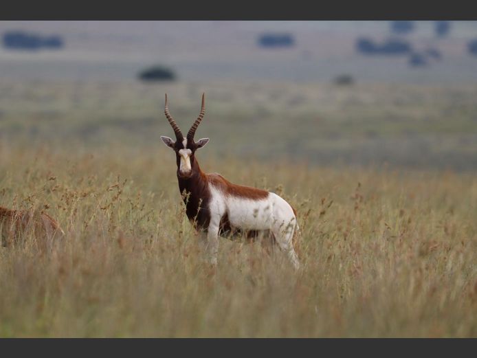 BLESBUCK 16” | F. JACOBS