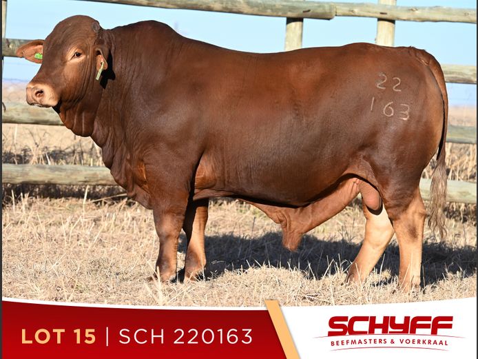 SCH 220163