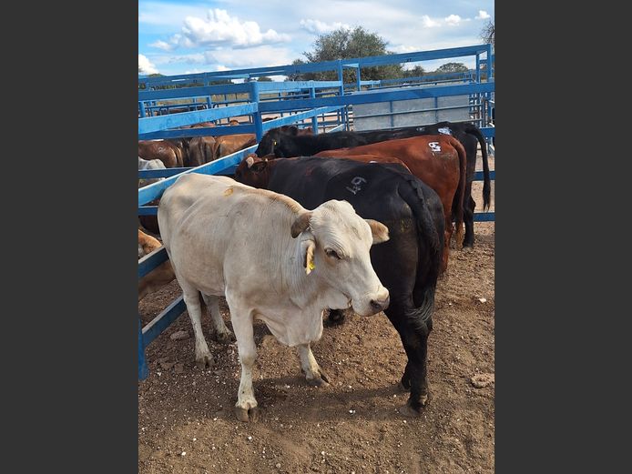 Commercial Slaughter Heifer