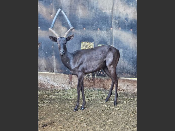 SWART ROOIBOK | L GROBLER