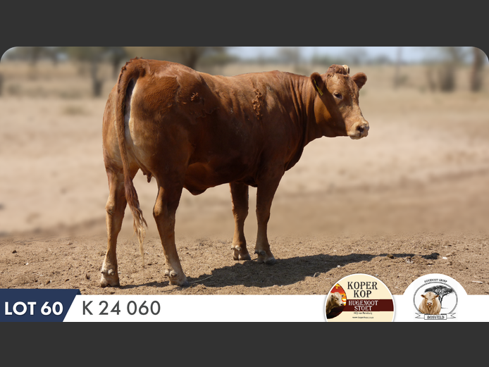 K240060 | KOPERKOP HUGENOOT STOET