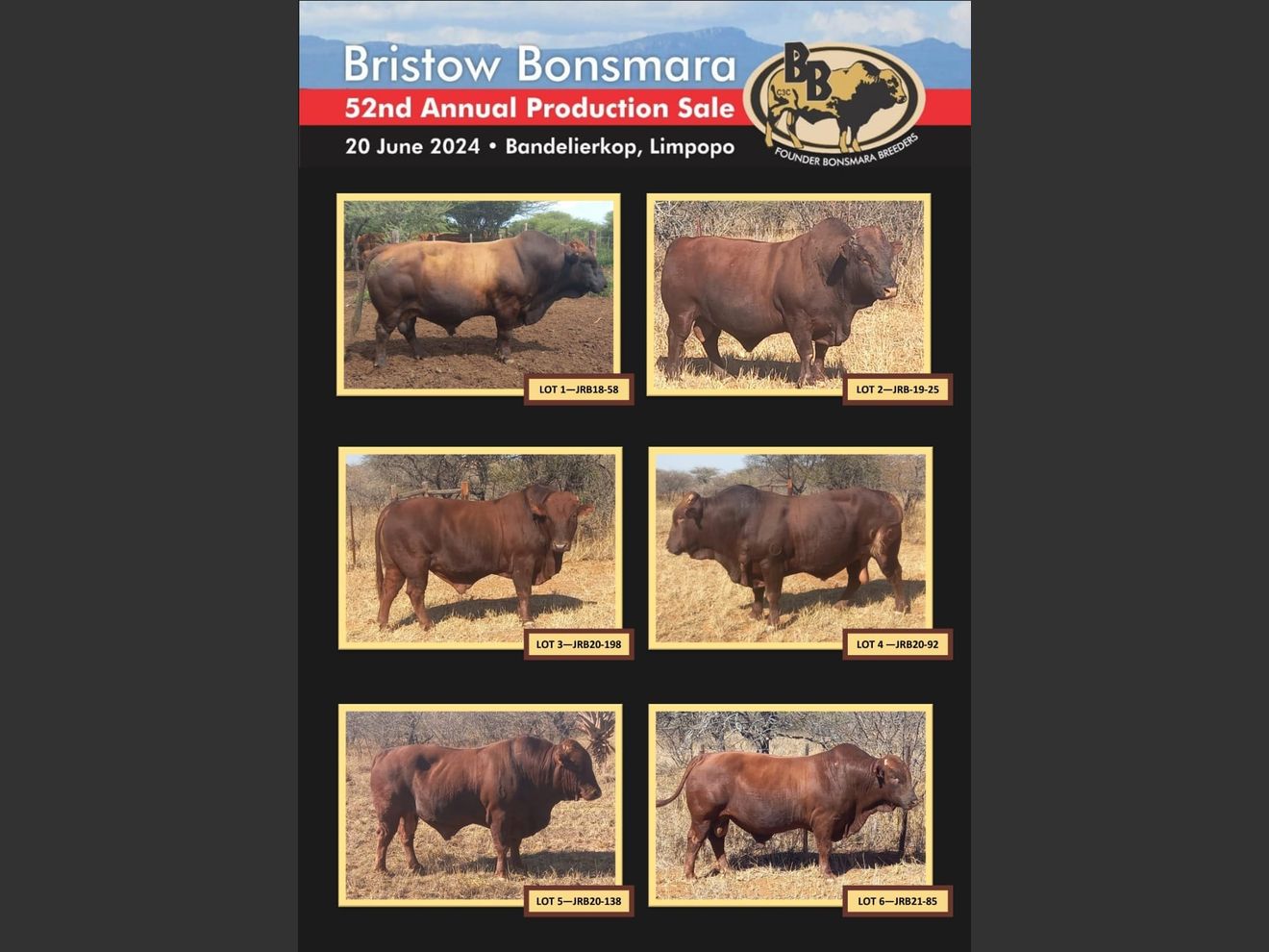 Lot 1A BRISTOW BONSMARA 52ND ANNUAL PRODUCTION SALE SwiftVEE