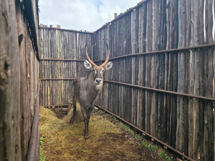 WATERBOK | HANLEY 2