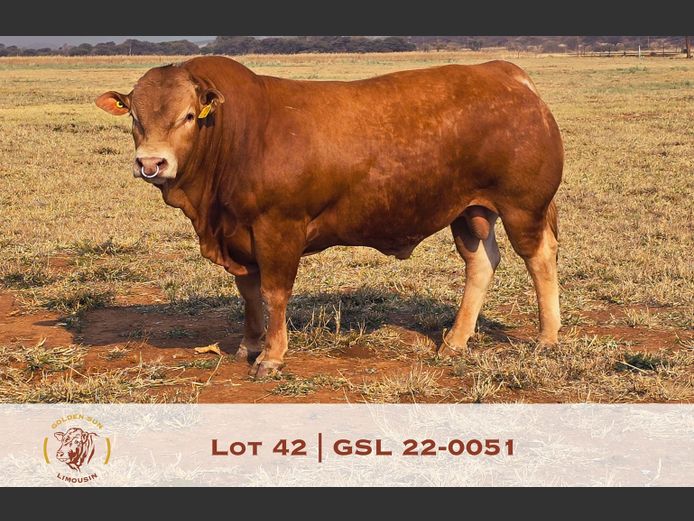 22-0051GSL | GOLDEN-SUN LIMOUSINES