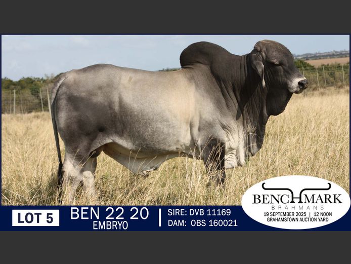 BEN2220 | NO 8 CATTLE COMPANY