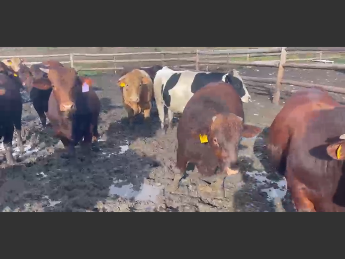 Cattle 
