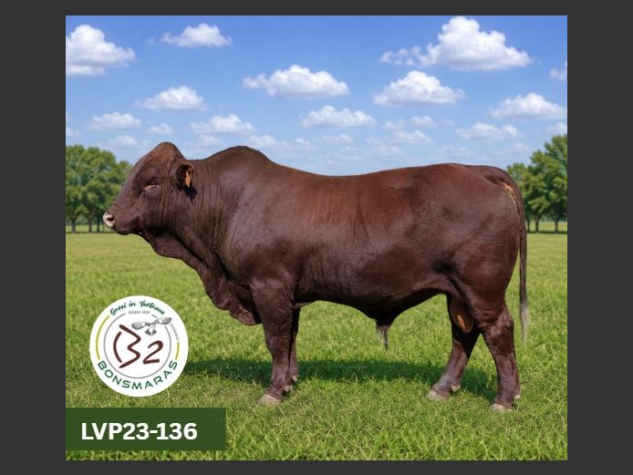 LVP 230136 | B2 BONSMARAS