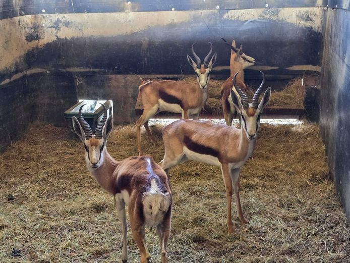 Kalahari Springbok