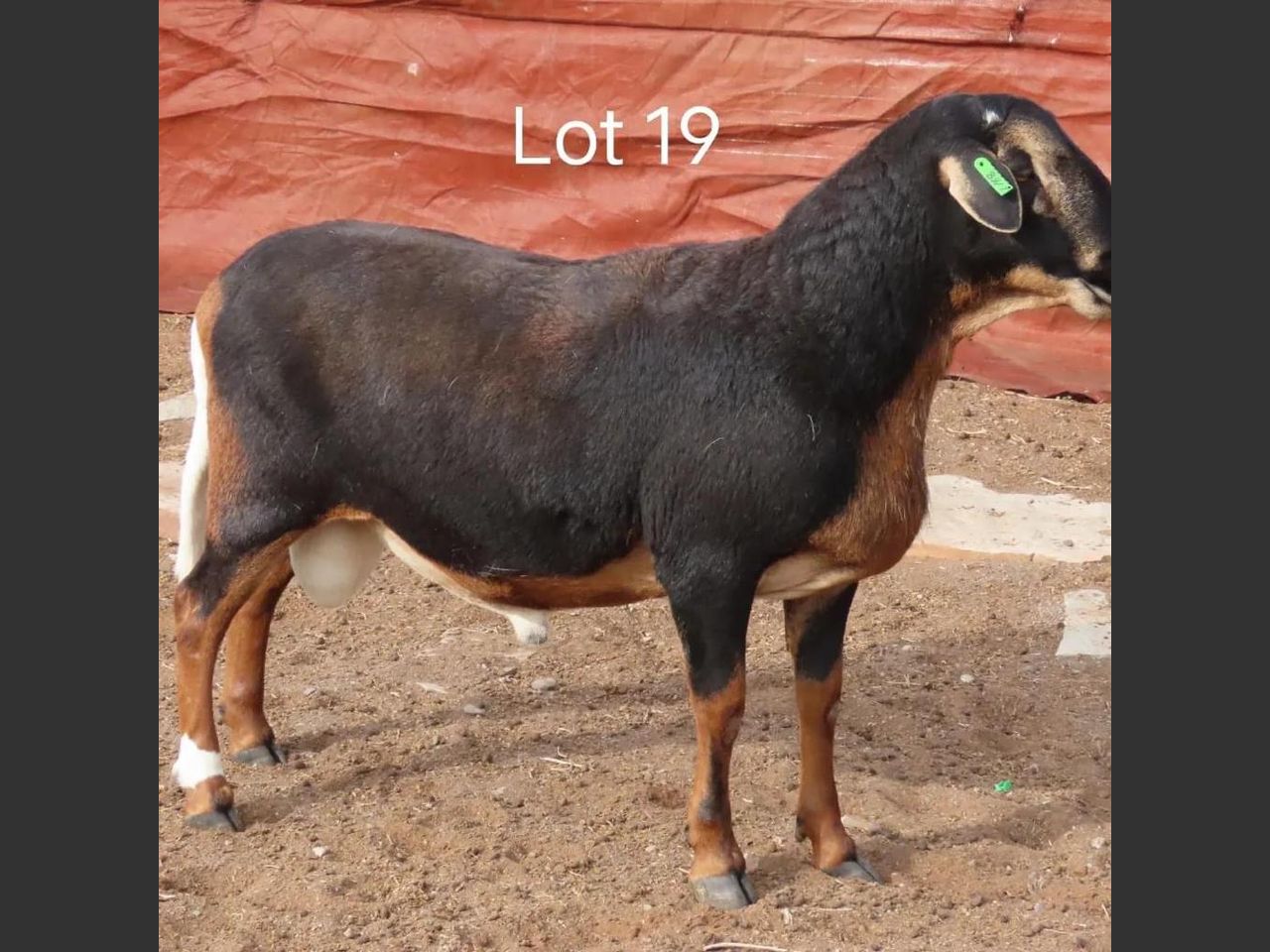 images