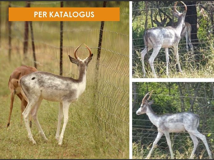 DAPPLED IMPALA | OTTERSKUILE