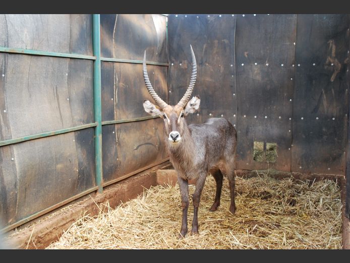 WATERBUCK | NVG