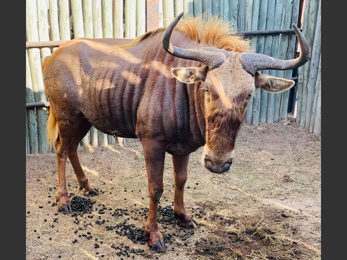 Goue Wildebees Bul
