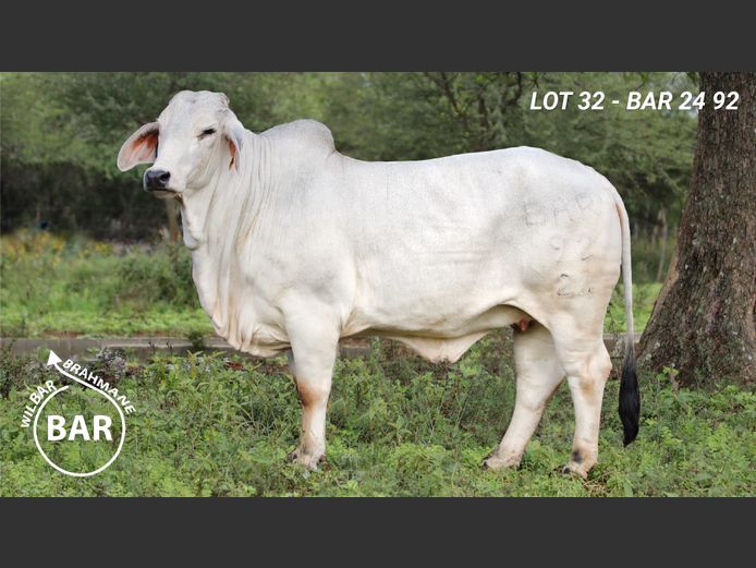 BAR2492 | BARNARD WJ