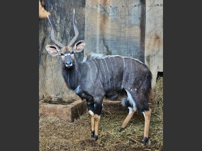 NYALA | BIRKEN VERVOER