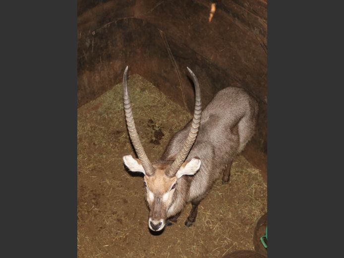 Waterbok