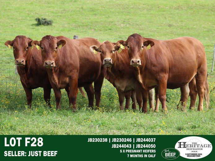 Female Animals | Just Beef