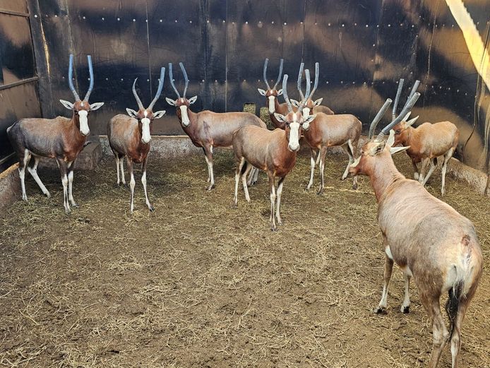 BLESBOK | 2 x BOSVELD WILDLIFE & 6 x D.J GROVE