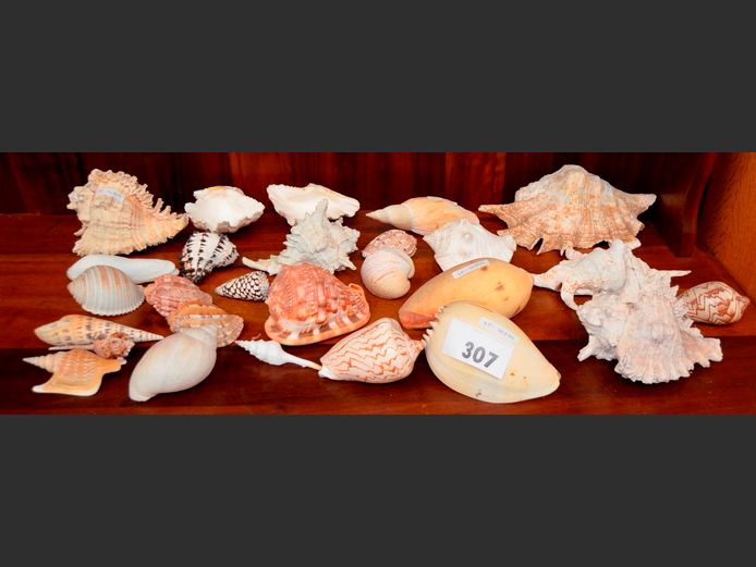 COLLECTION SEA SHELLS