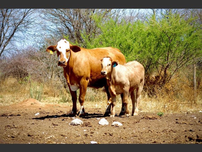 RUB2169 | UGAB VALLEY SIMBRAS