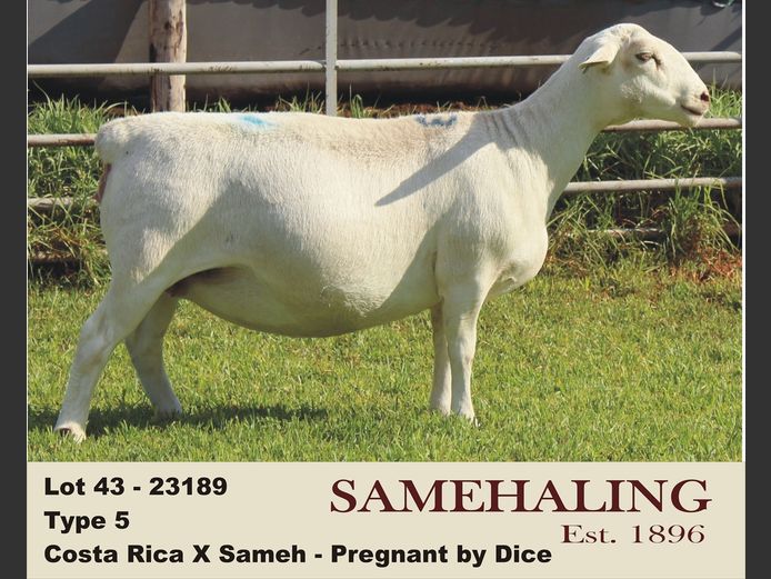 23189-331 | SAMEHALING  WIT DORPERS