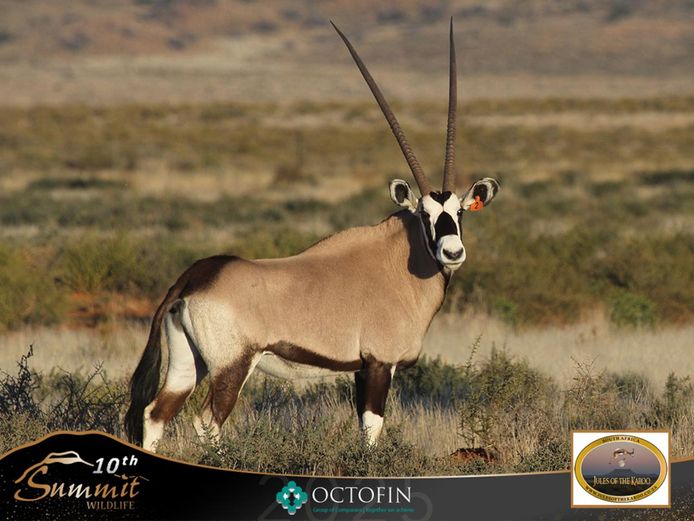 44 4/8" Oryx Cow