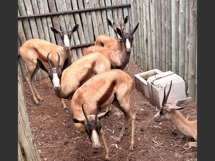 Koper Springbok Ooie