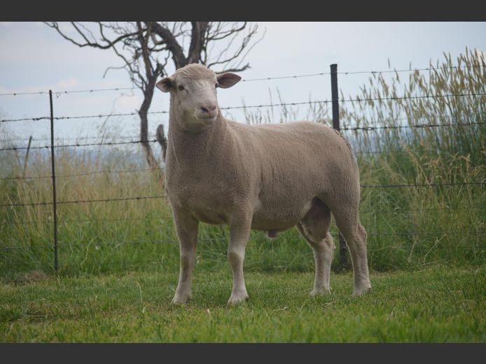 T 240200 | TWEE BROERS DORMER STOET