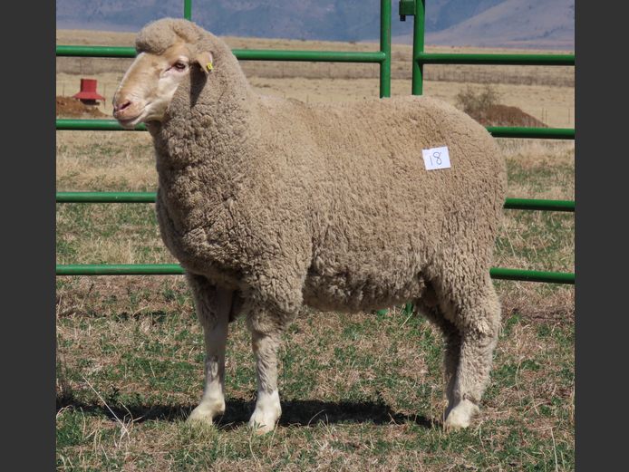 90 | Rooipoort Poenskop Merinos                
