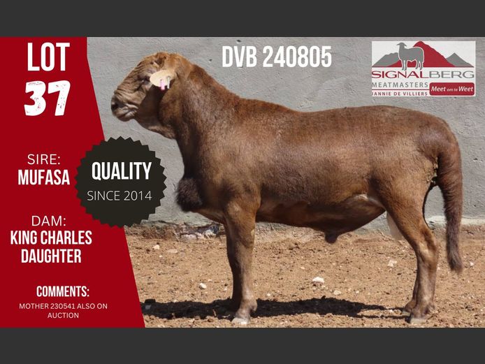 DVB 240805 | SIGNALBERG MEATMASTERS