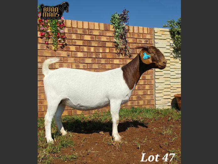 1584 25-13 | Ruan Mans Boer Goat Stud