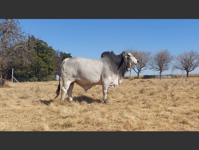 ZM20408 | LOVEDALE BOERDERY