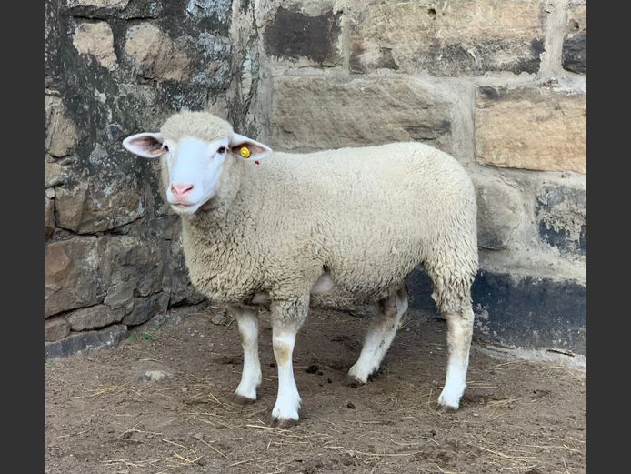 DON 240031 | DONKERBERG ELITE IDF STUD 