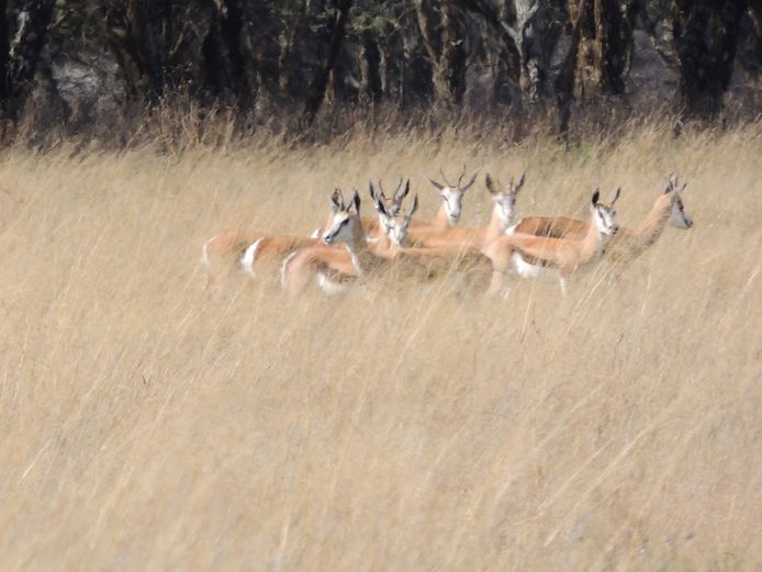 SPRINGBOK OOIE