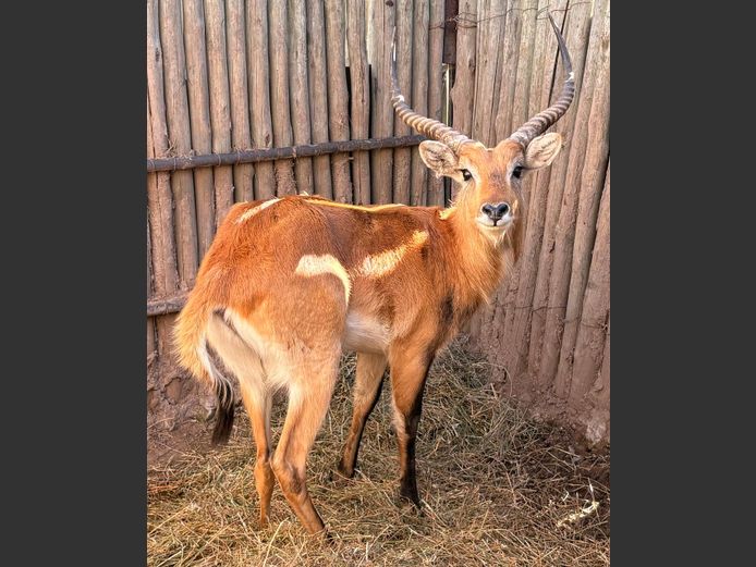 Lechwe