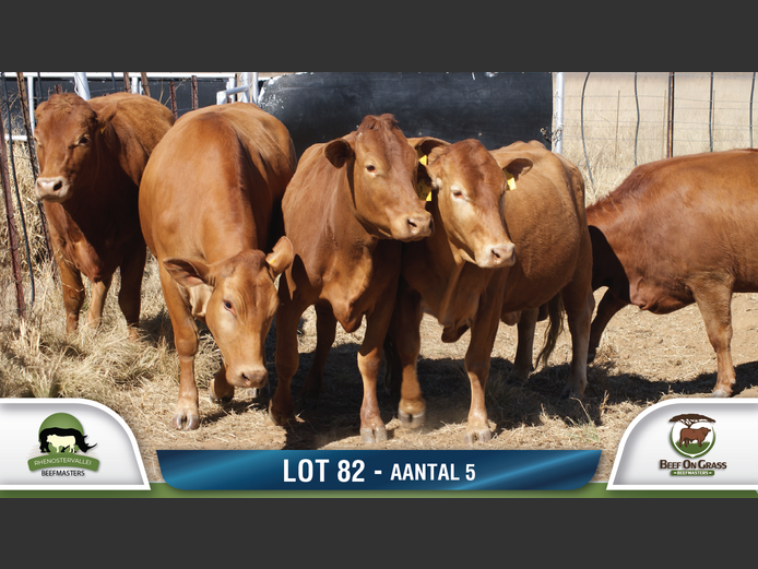Commercial Animls | RHENOSTERVALLEI & BEEF ON GRASS