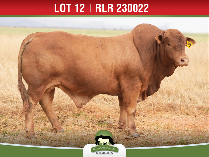 RLR 230022 | J.H. MEYER