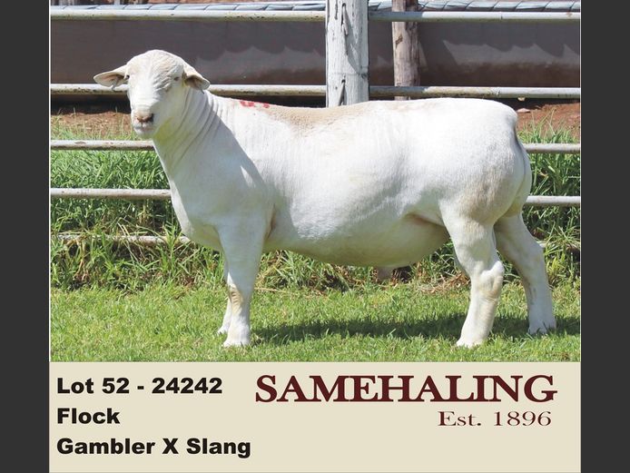 24242-331 | SAMEHALING  WIT DORPERS