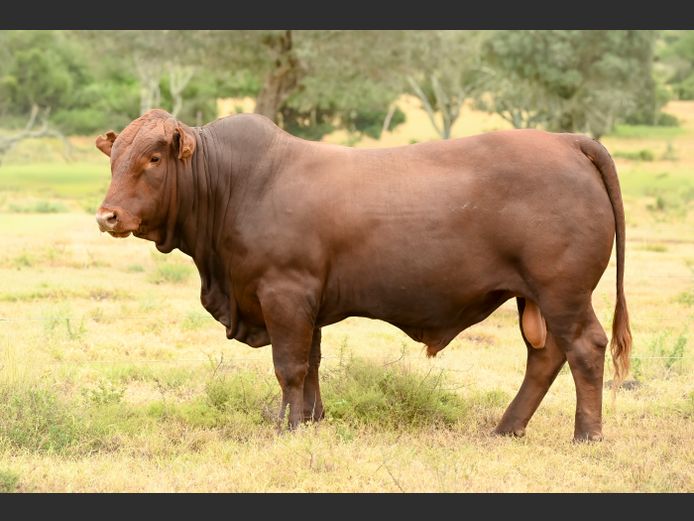 JOY 240022 | FETTING LIVESTOCK TRUST