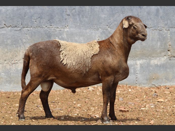 CRL 24.531 | Riaan Liebenberg - Hanri Meatmasters