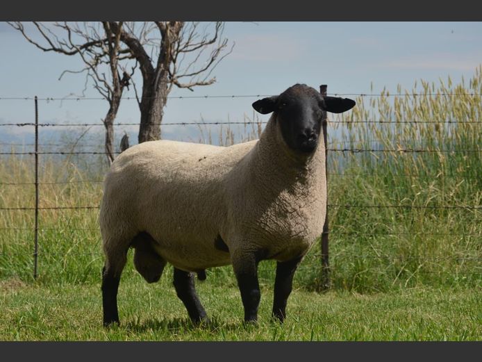 301 240021 | TWEESEUNS