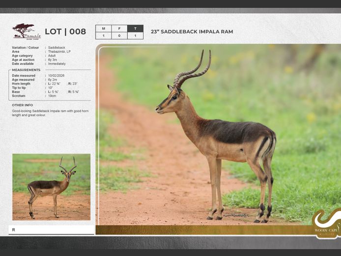 Impala - Saddleback | Pamale Game Breeders