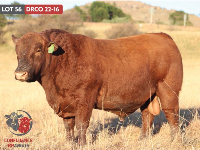 DRCO220016 | MASIZAKHE FARMING CC