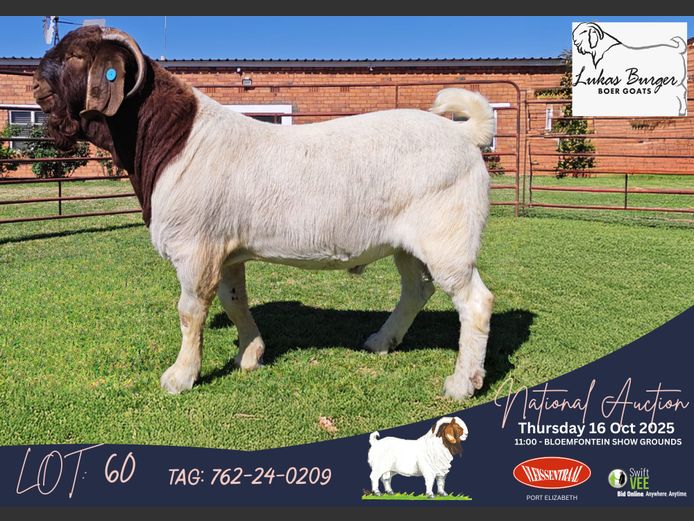 762-24-209 | Lukas Burger Boerbok Stoet