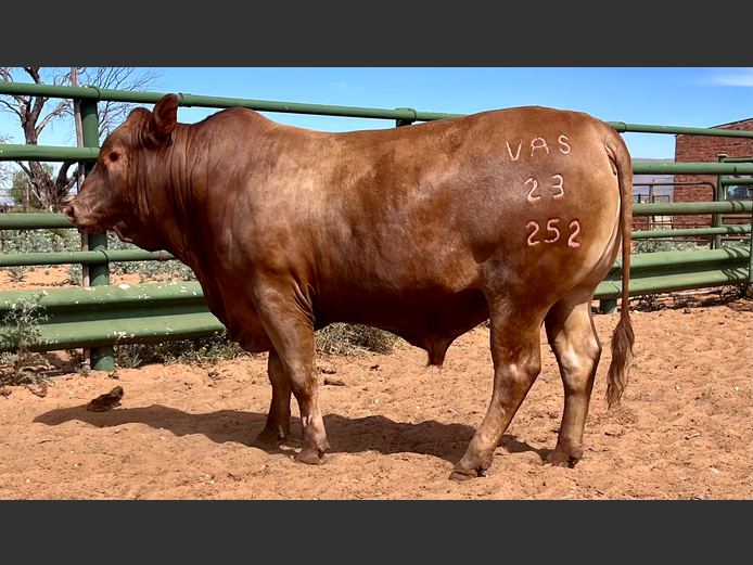 VAS230252 | WOLHAARKOP TULI`S