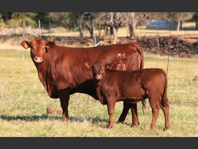 MS  230013 | G.J. GROBLER