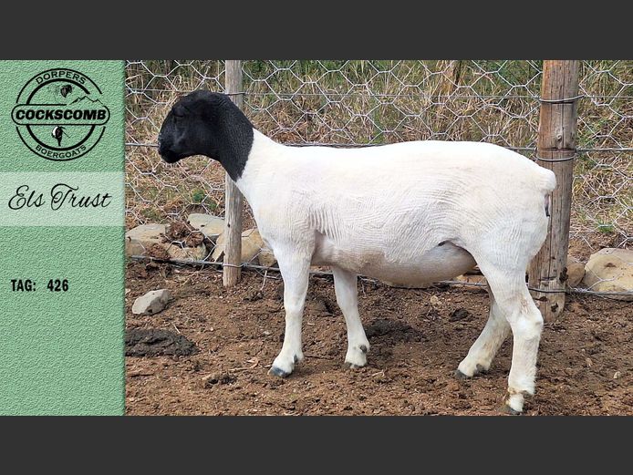 24-426  |  Els Trust