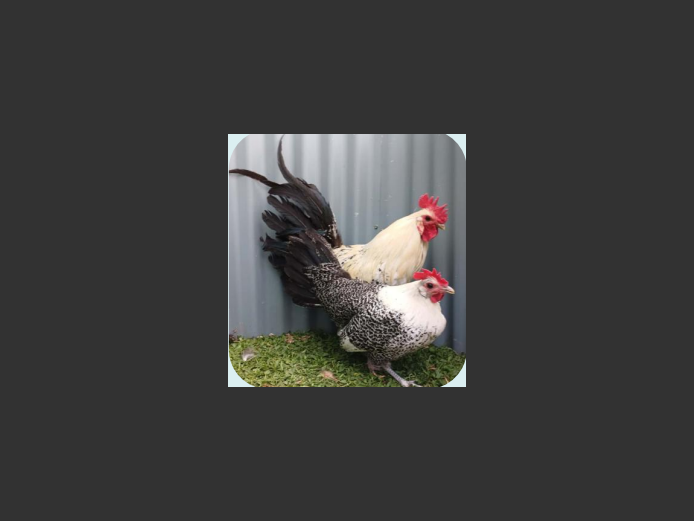 BRAEKEL | ANNUAL MYTILUS AND ELOFF