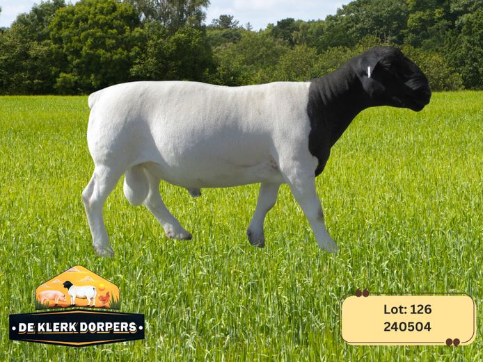 240504 | DE KLERK DORPERS