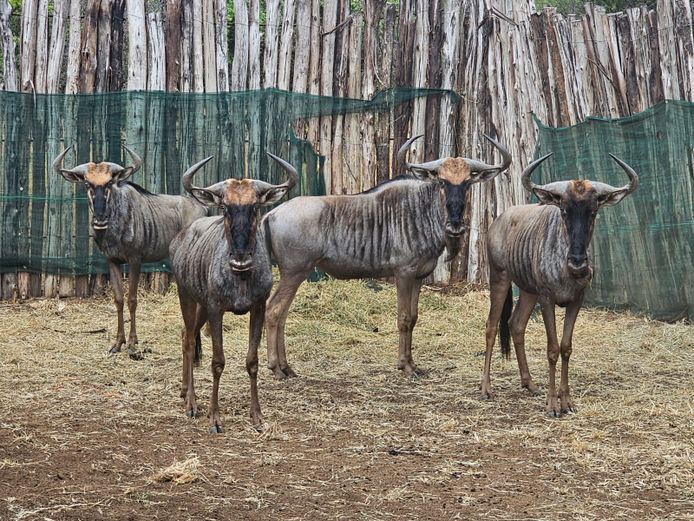 BLUE WILDEBEEST | NYLSVLEI GAME