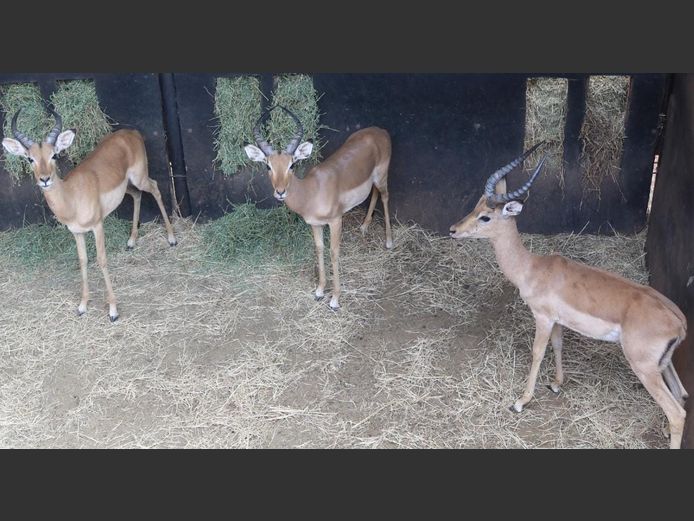 ROOIBOKKE